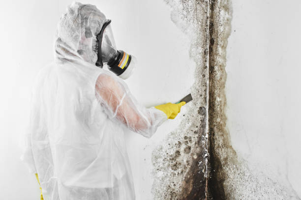 Best Fast Mold Removal  in Morenci, AZ