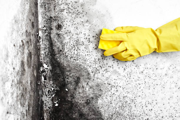 Best Certified Mold Removal  in Morenci, AZ