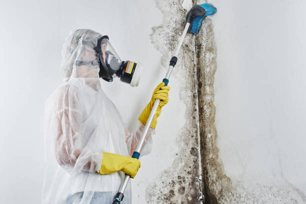 Best Mold Damage Repair  in Morenci, AZ
