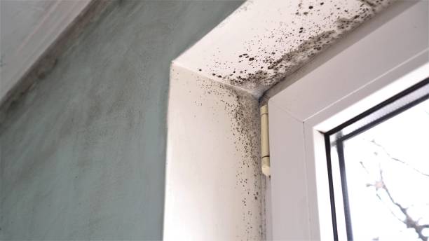 Best Local Mold Removal Service  in Morenci, AZ