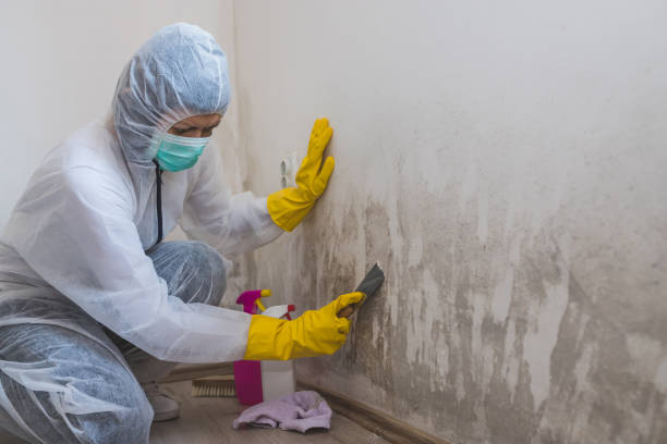 Certified Mold Removal in Morenci, AZ