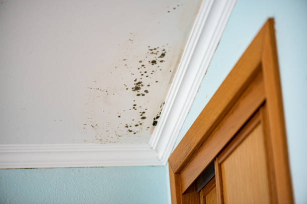Professional Mold Removal in Morenci, AZ