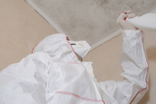 Best Mold Removal Company Near Me  in Morenci, AZ