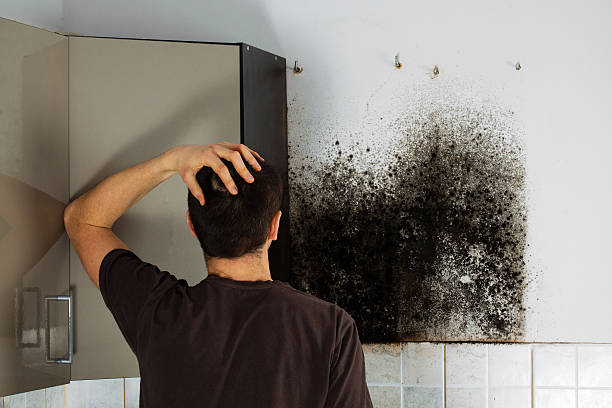 Best Mold Testing  in Morenci, AZ