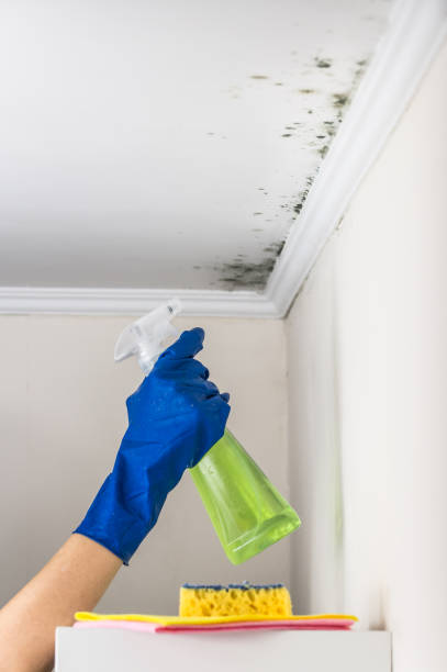 Best Local Mold Removal Service  in Morenci, AZ