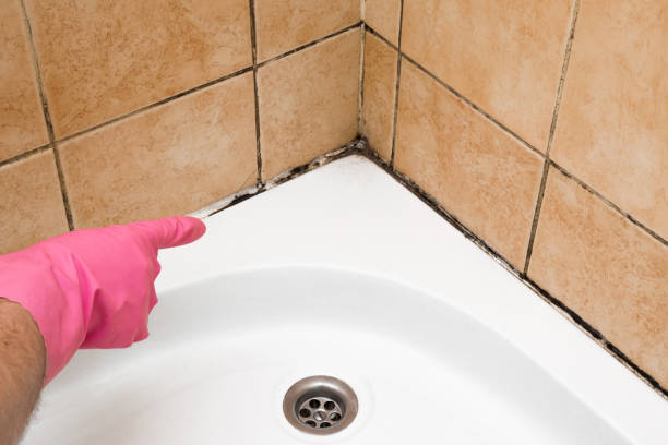 Best Emergency Mold Removal  in Morenci, AZ